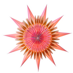 Paper Star Equinox Fuchsia 70cm
